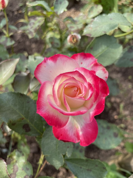 https://i.postimg.cc/XvSTFzPD/IMG-6277.jpg