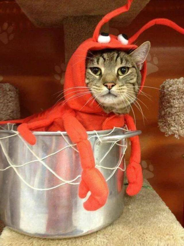 picdump-kw26-2025-016.jpg