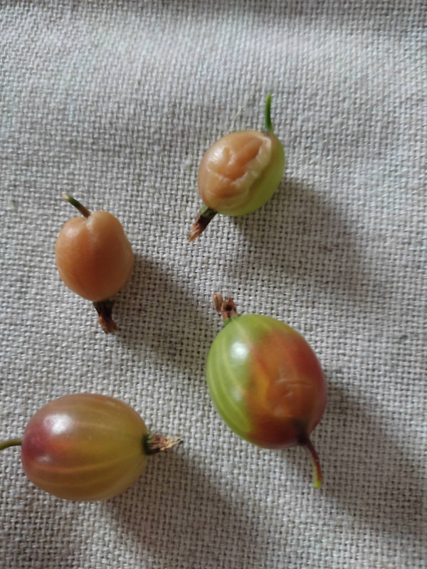 изображение_viber_2022-06-05_15-42-27-002