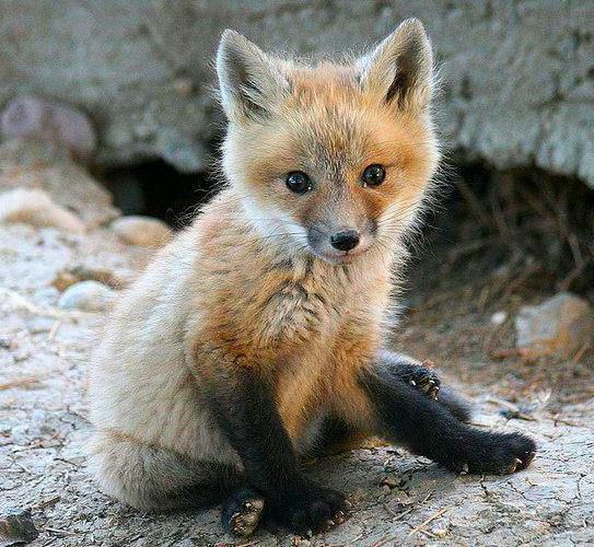 Young-fox-kit