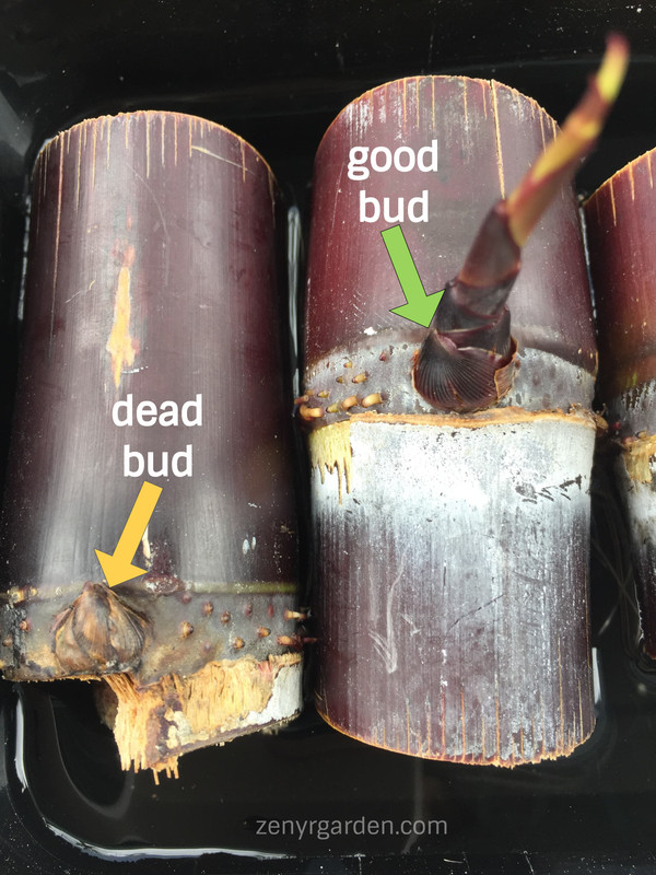 dead-bud-good-bud-sugarcane-compare.jpg