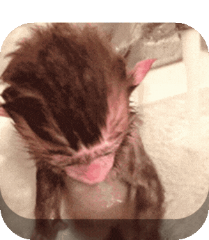 PrimeAndrew Avatar