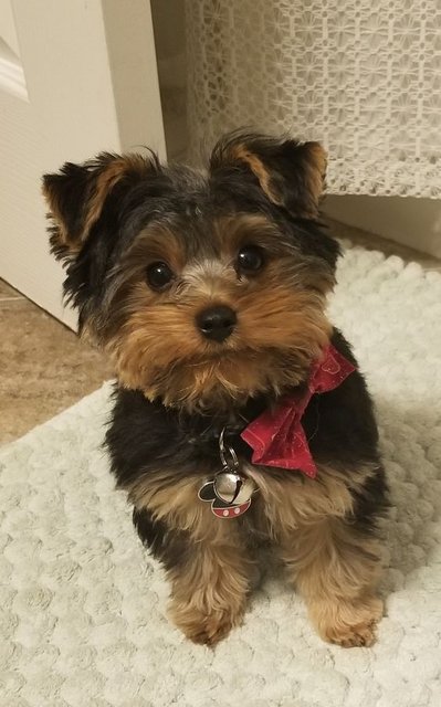 Dog-Yorkiepupd67871165f4ed413cf72c666.jpg