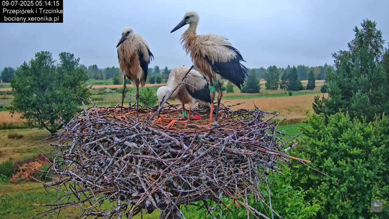 09072025bociany12