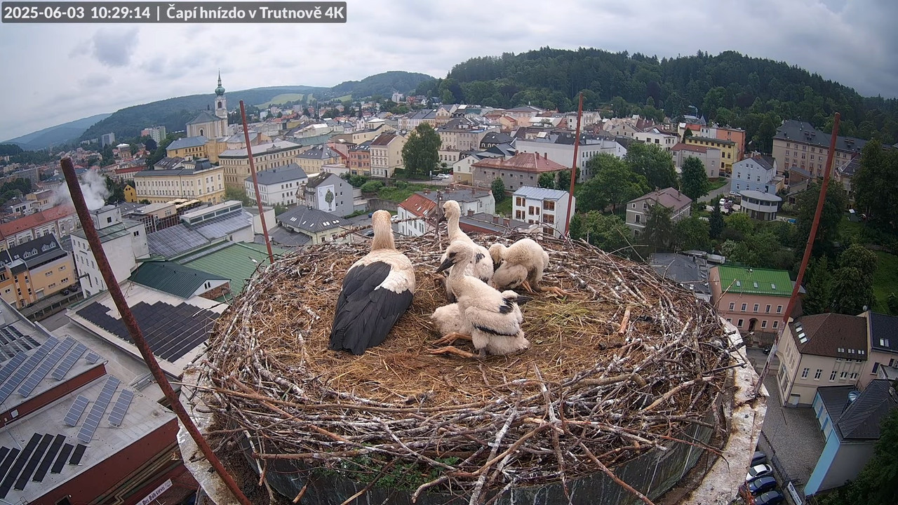 Živě z čapího hnízda na pivovarském komíně v Trutnově 8-54-6 screenshot