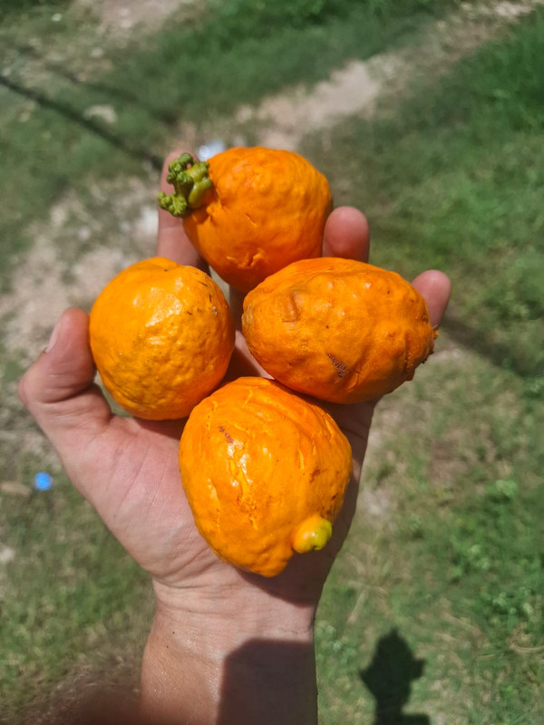 coupeia