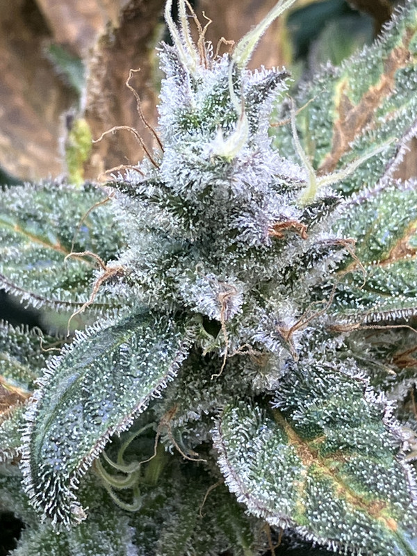 IMG_1793 (julio 4 2023)