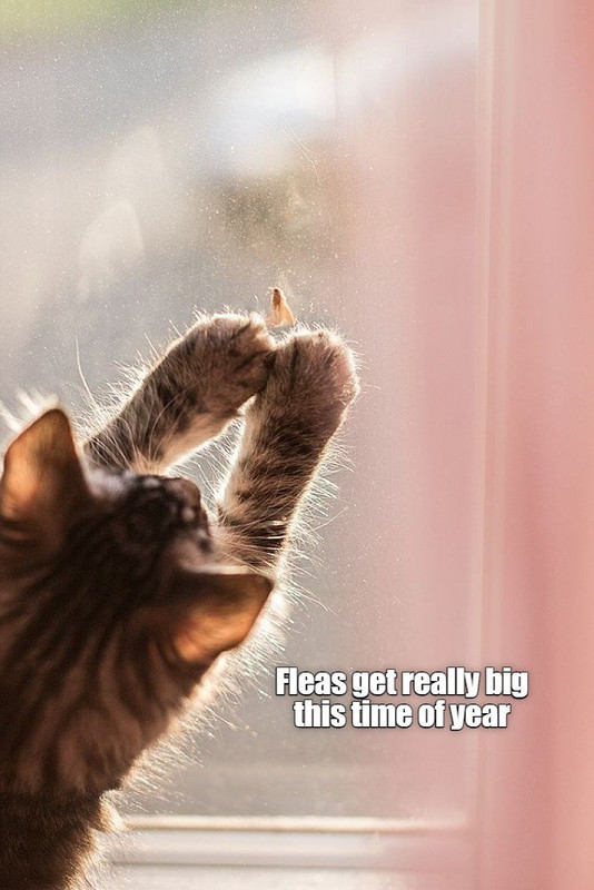 big