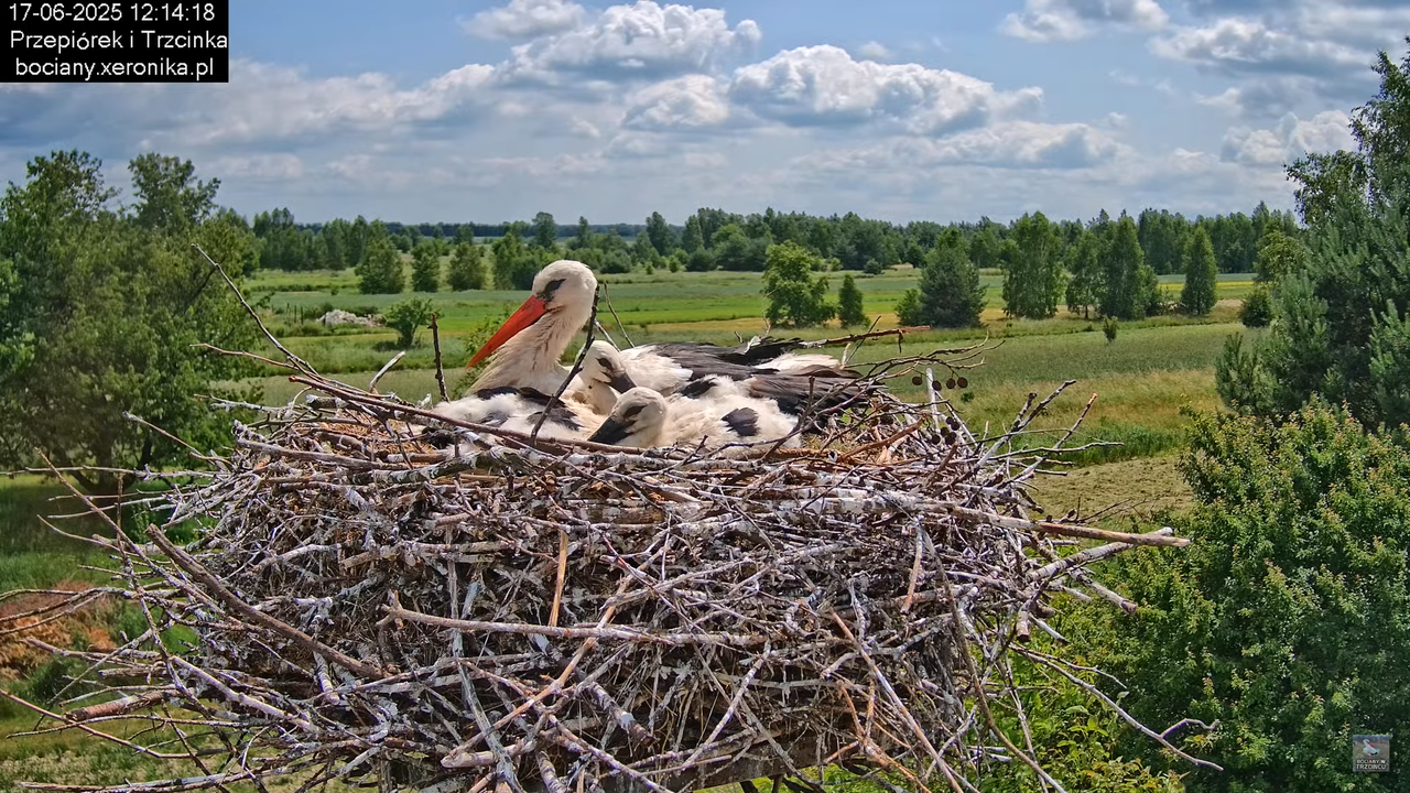17062025bociany41