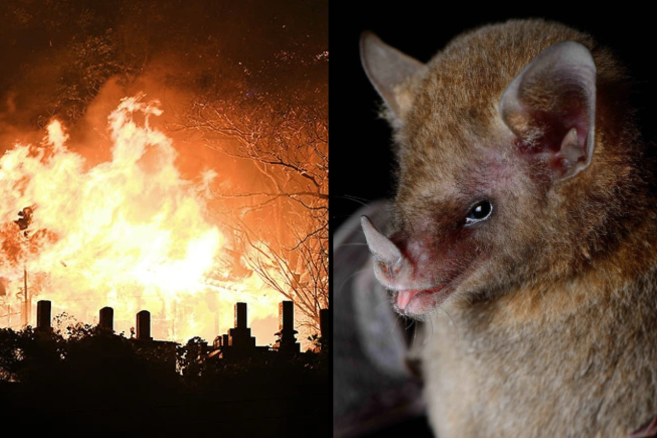 From Bat Bombs To Cyborg Bees: The Dark History of Turning Animals Into Weapons of War