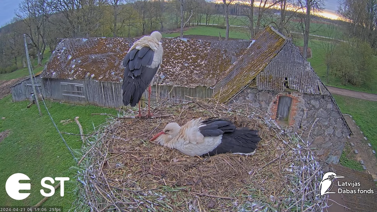 Baltie stārķi (Ciconia ciconia) Tukuma novadā - LDF tiešraide __ White storks in Tukums, Latvia 10-8
