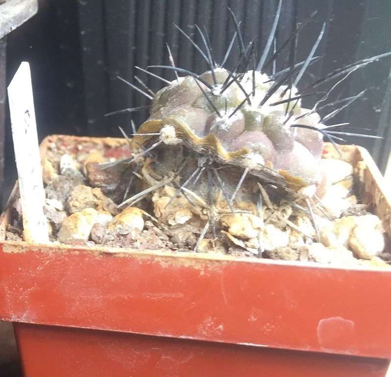 41959006_240638719953799_4422544063962546176_n