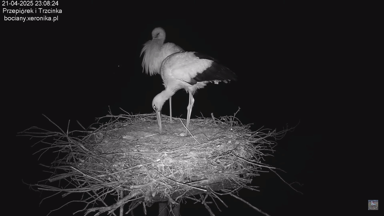 21042025bociany_3