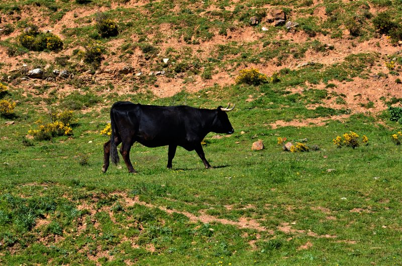 VENTOSA DE SAN PEDRO-25-5-2013-SORIA - Paseando por España-1991/2016 (7)