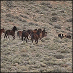 Mustang-Herd.gif