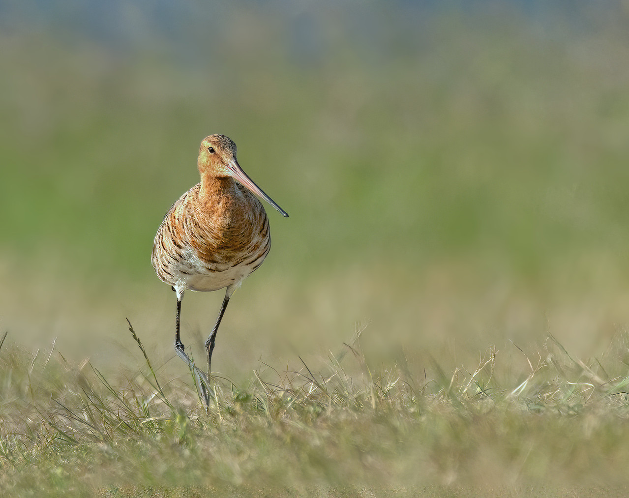 Grutto, gefotografeerd liggend op de grond in de Eempolder.