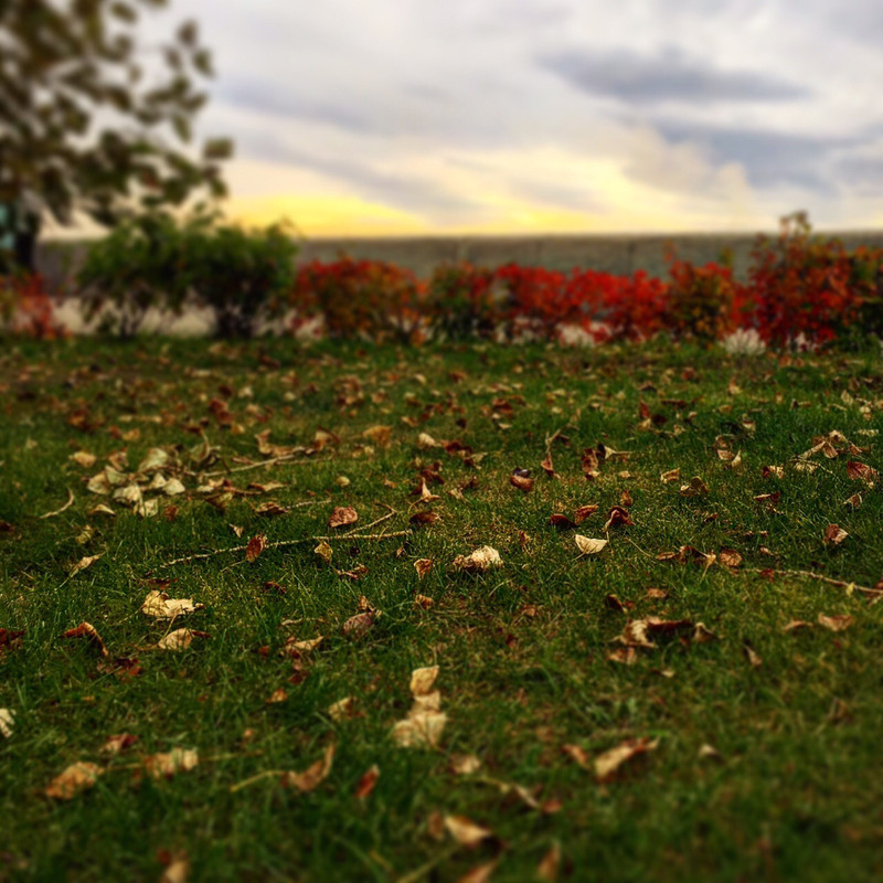 Золотые листья