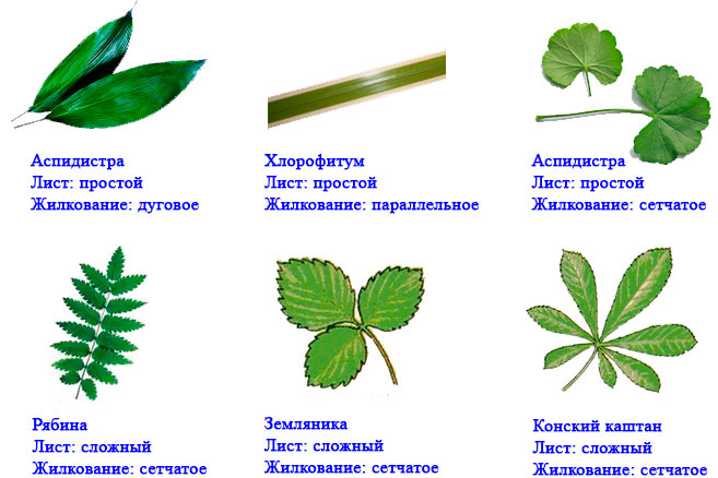 Определение состояния растений по положению листьев методика и примеры.