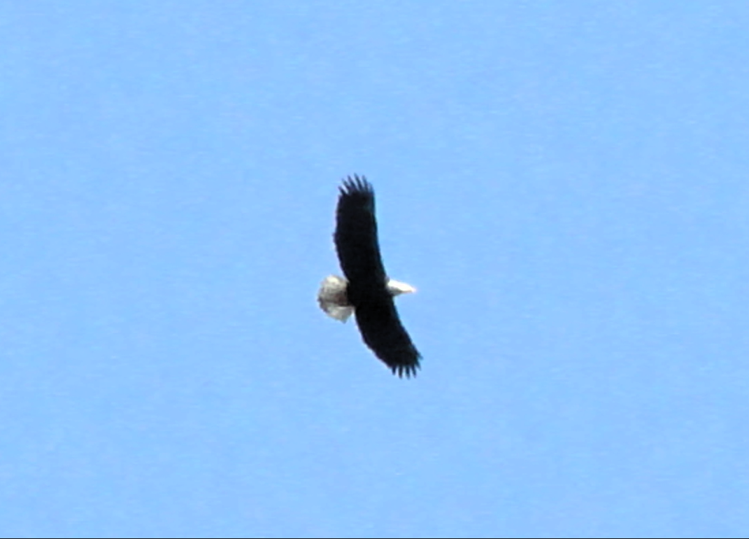 second-eagle-over-lake-b.png