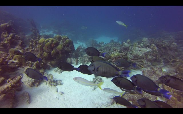 Ultimos días. - BONAIRE - Buceo+ Snorkel + Relax (6)