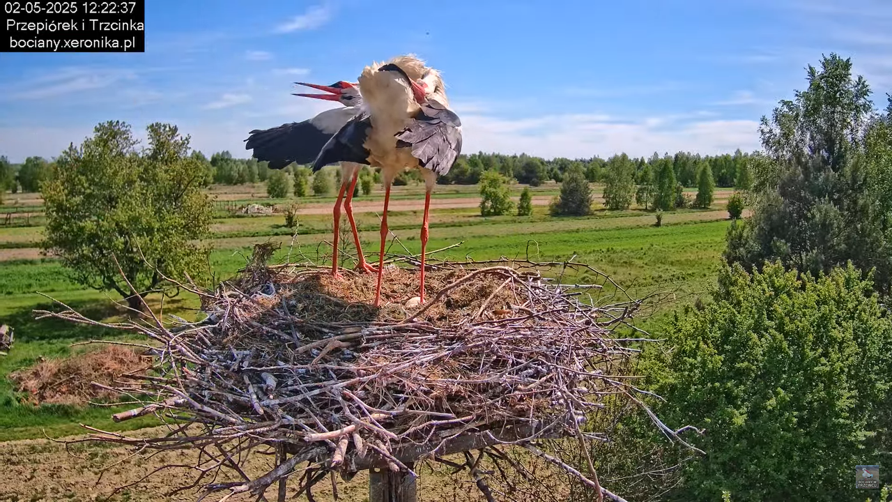 02052025bociany12
