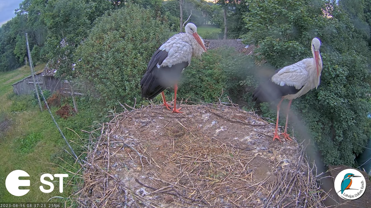 Baltie stārķi (Ciconia ciconia) Tukuma novadā - LDF tiešraide __ White storks in Tukums, Latvia 11-5