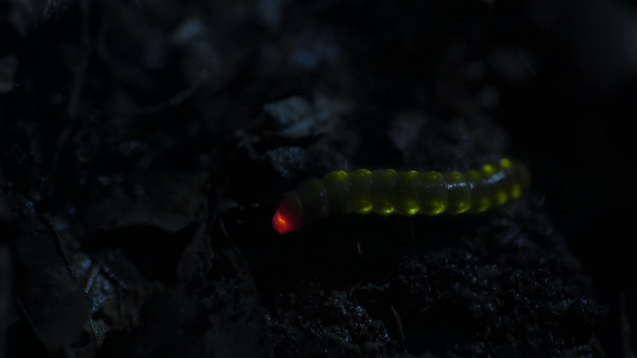 Planet Earth II S01E03 Jungles (1080p x265 10bit Tigole).mkv_sna