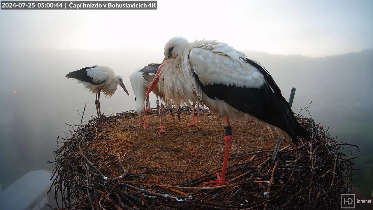 Živě z čapího komína firmy KARA v Bohuslavicích u Trutnova 10-32-19 screenshot
