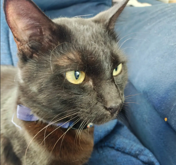Patas