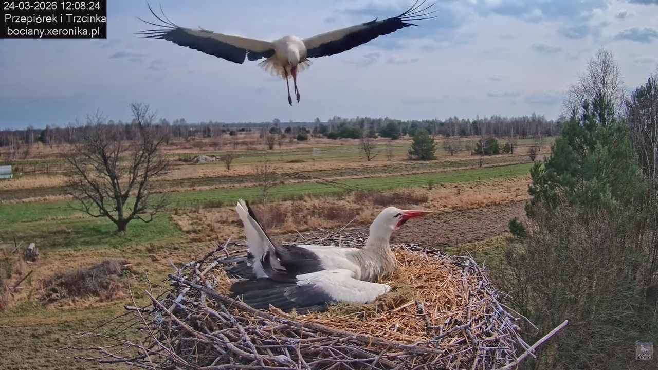 24032026bociany 10