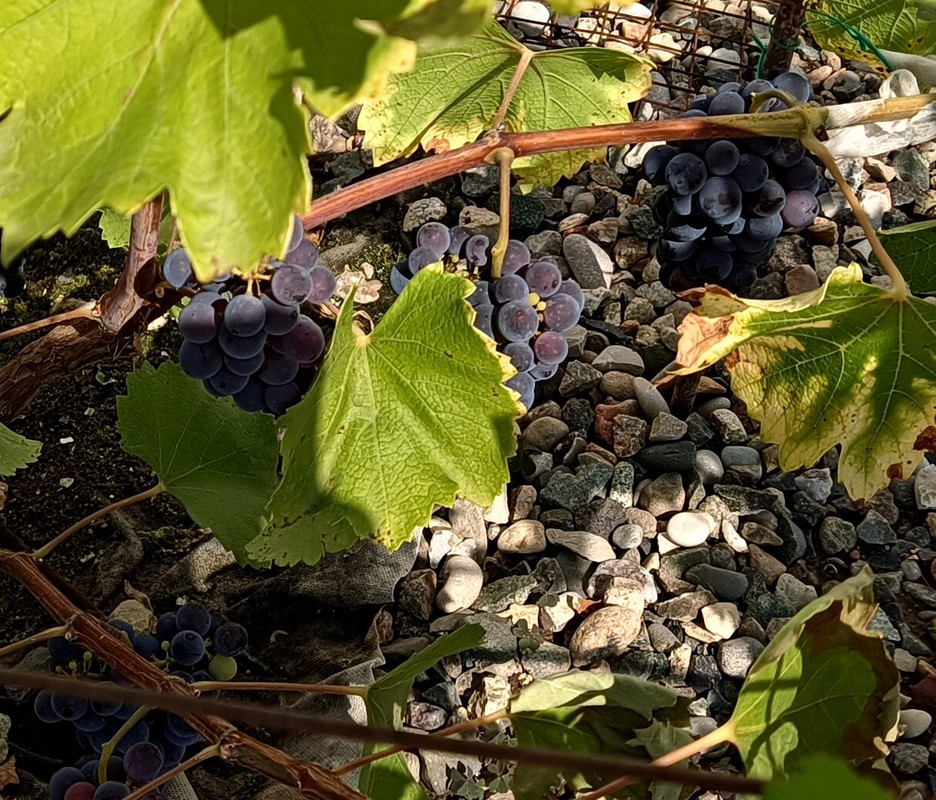 Гранатовый 20230814_143240