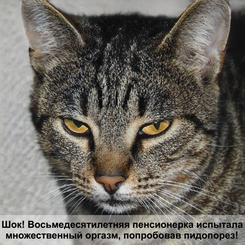 пушистые кошки