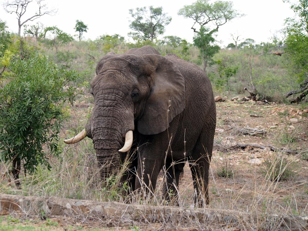 Такая близкая Африка. (ЮАР. 22 дня и 4200 км. Ноябрь-Декабрь) Такая близкая Африка. (ЮАР. 22 дня и 4200 км. Ноябрь-Декабрь)