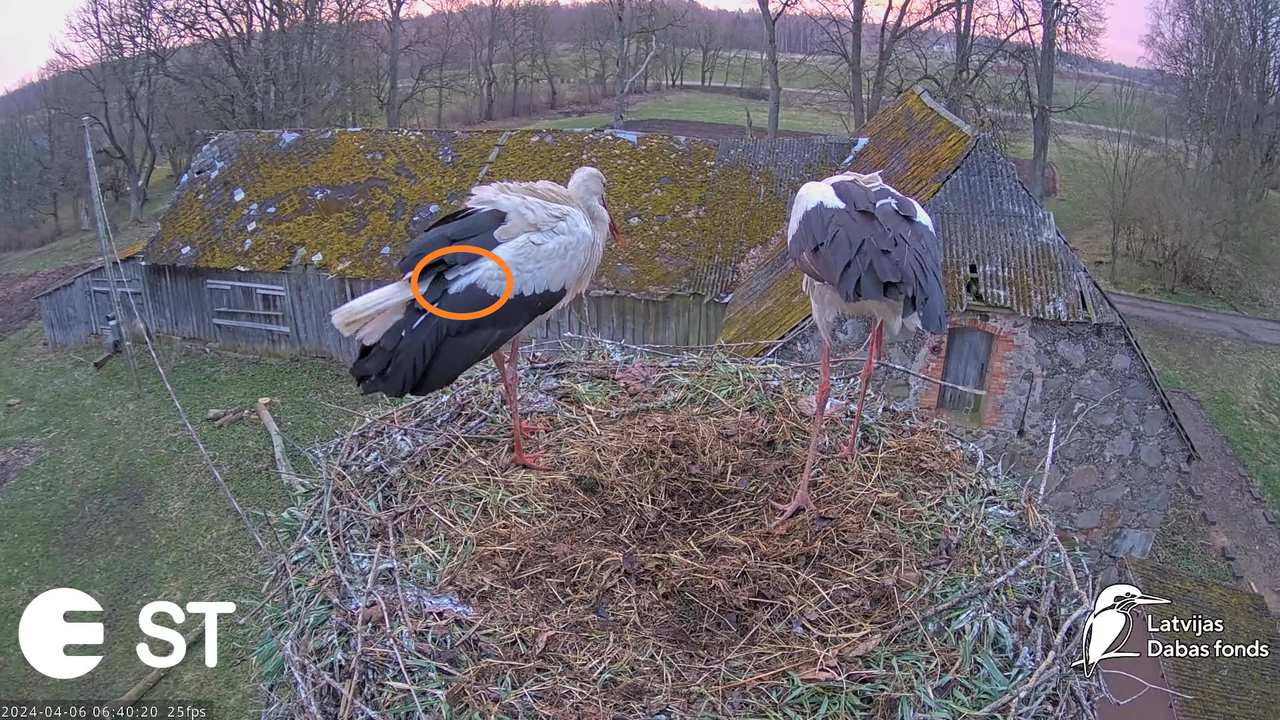 Baltie stārķi (Ciconia ciconia) Tukuma novadā - LDF tiešraide __ White storks in Tukums, Latvia 9-41