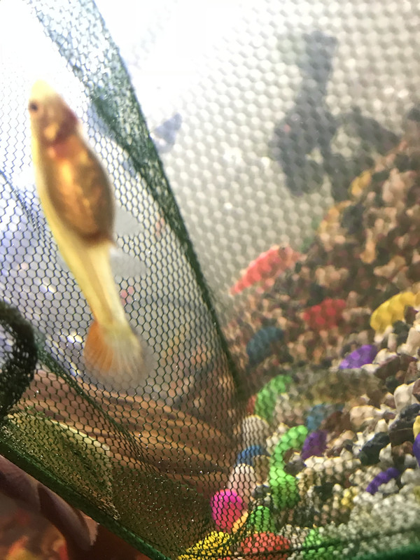 A179A696-F7FB-4E36-AFB7-2C1EF9CFD934