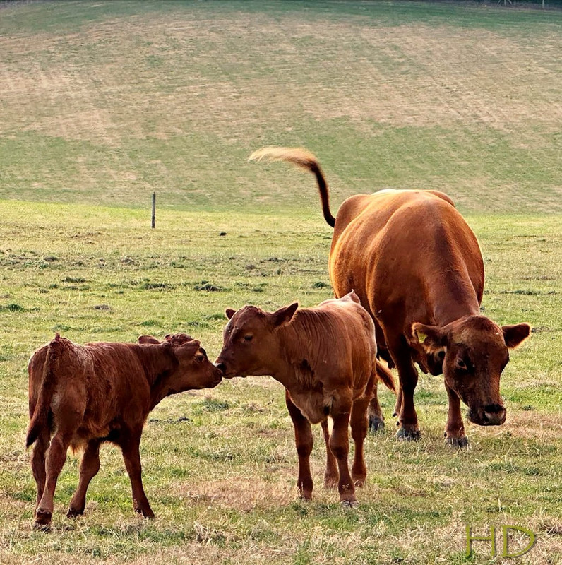 calves-cow-HD.jpg