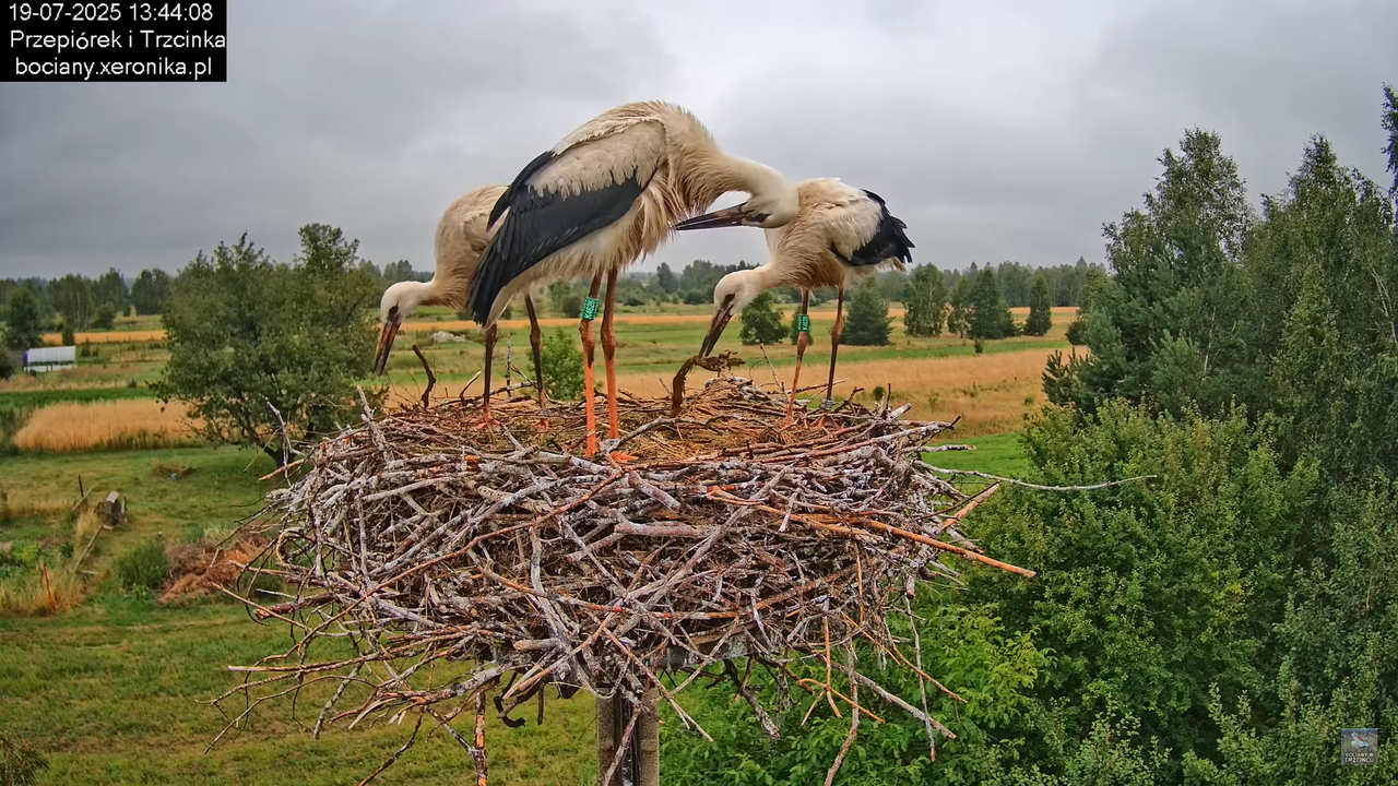 19072025bociany40