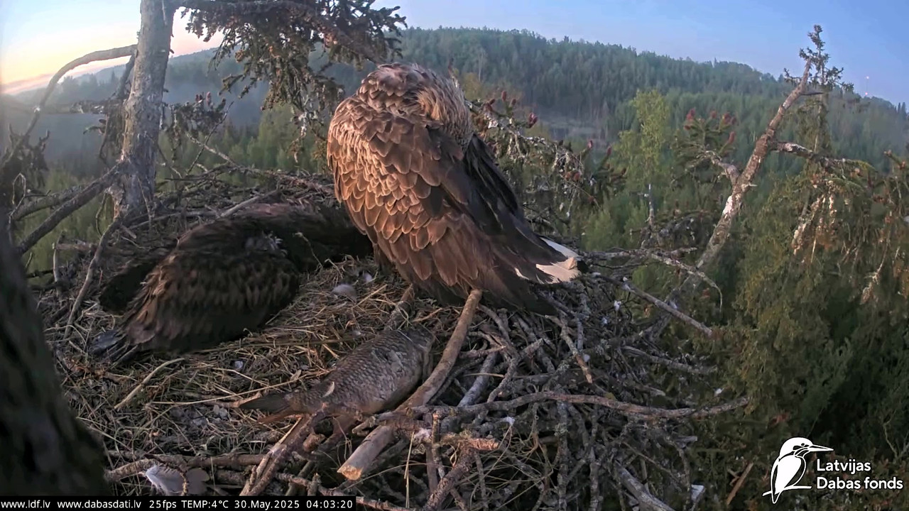 vlcsnap-2025-05-30-04h49m58s613