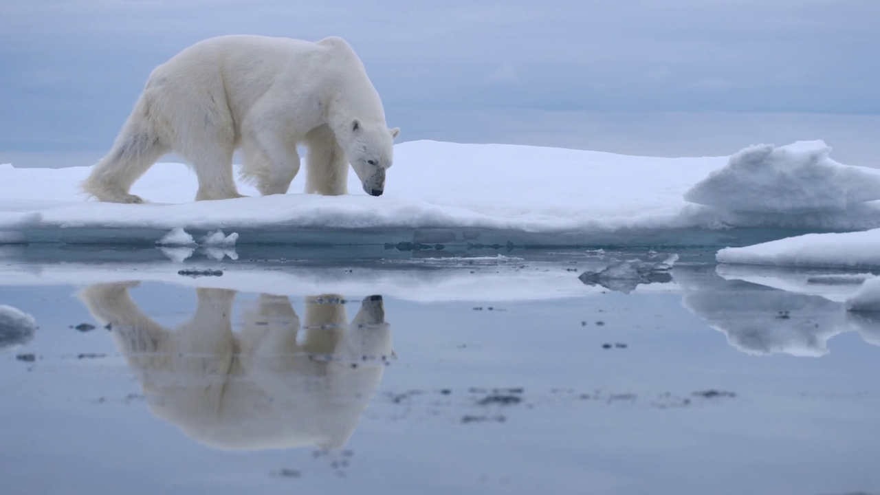 Bear Witness 2022 1080p WEB DL AAC x264 BluBeast