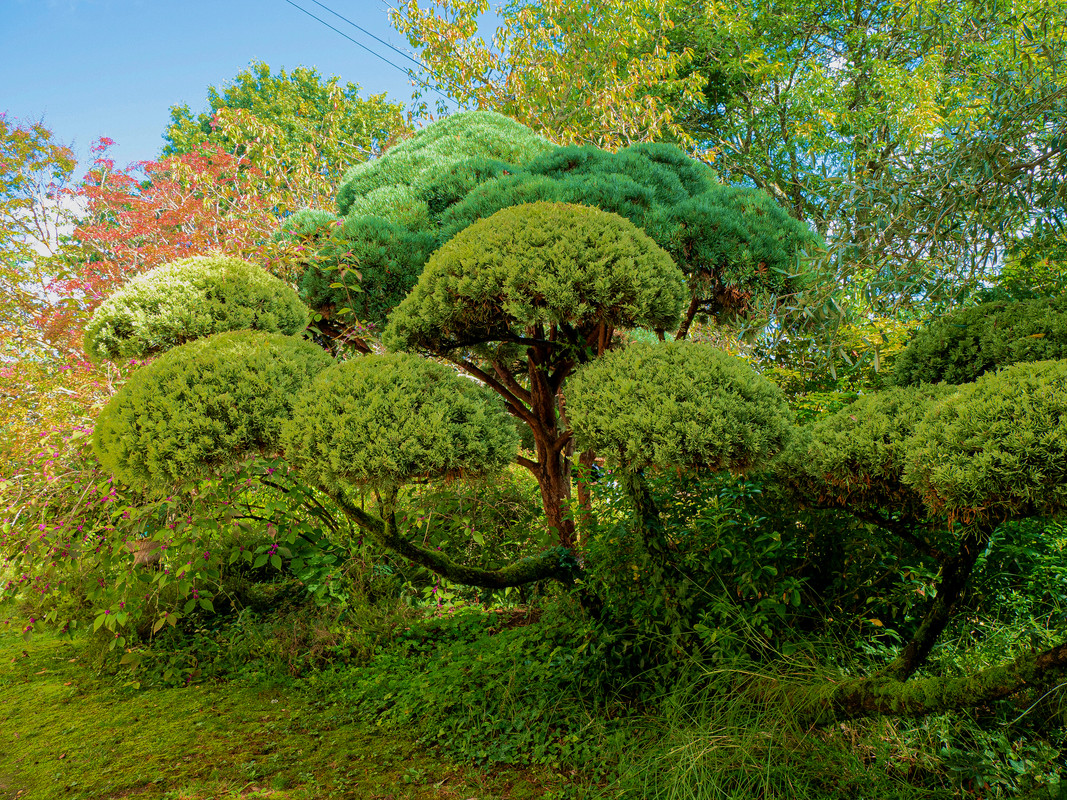 Cyprès japonais