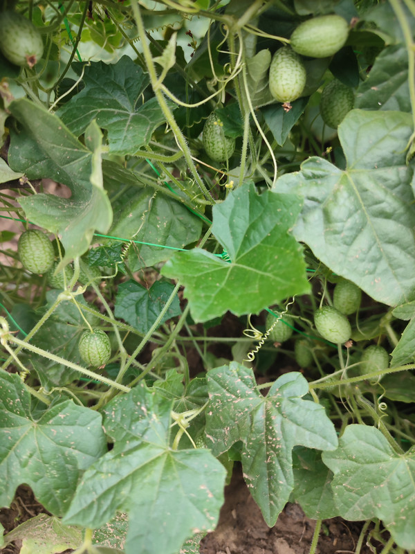 [Слика: IMG-20220731-141954.jpg]