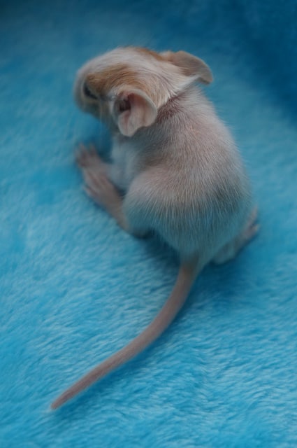 Малявка в Д?