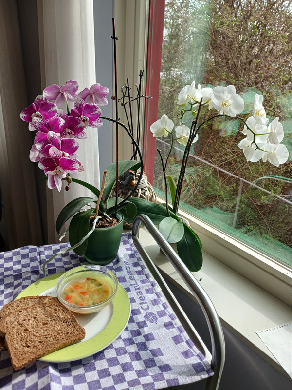 [Image: LVEG-NASI-SOEP-AH-GROENTENMIX-DILLEN-260324A.jpg]