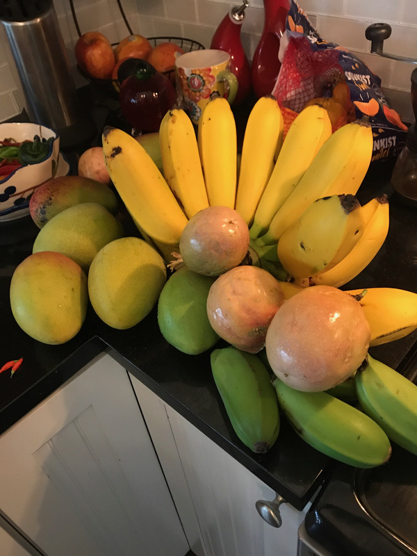 Fruit Harvest 6 2017