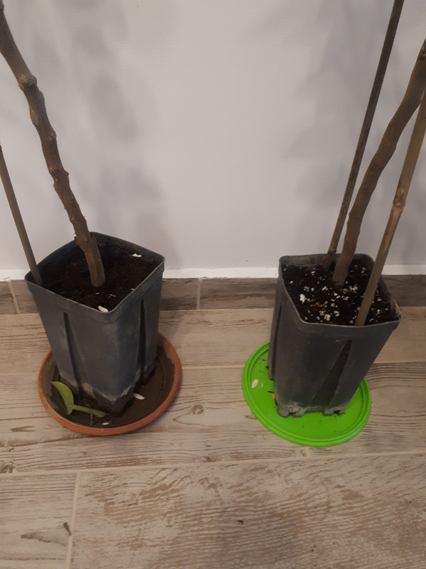 16785442630148766267174475577374