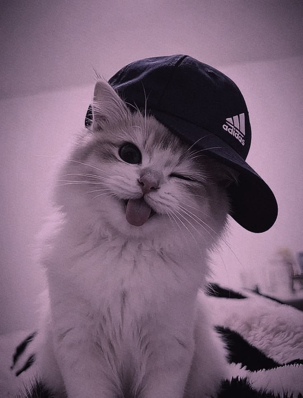 Xisuir