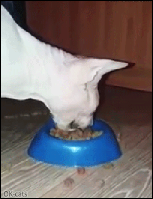 Crazy-Cat-GIF-When-the-BEAST-wildly-eats-his-lunch-trying-to-eat-his-food-bowl-too.gif