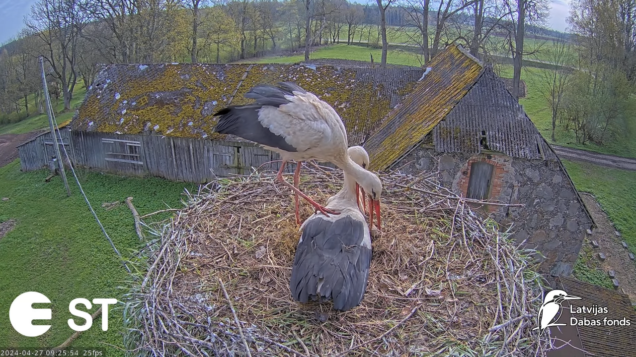 Baltie stārķi (Ciconia ciconia) Tukuma novadā - LDF tiešraide __ White storks in Tukums, Latvia 13-1