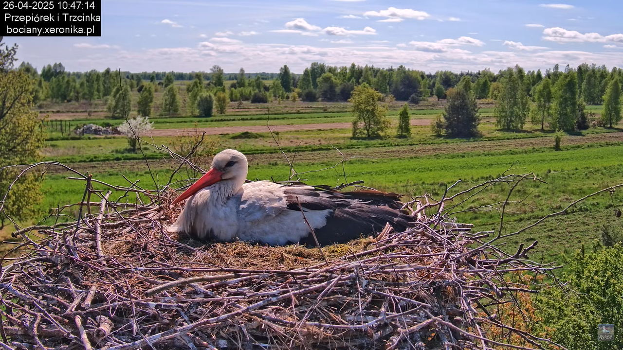 26042025bociany5