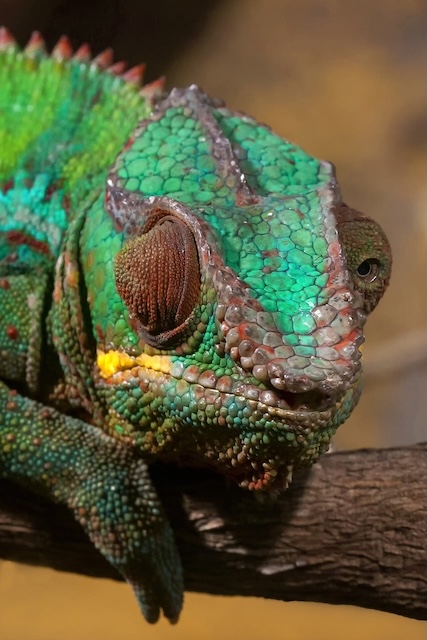 https://i.postimg.cc/XvpTLk03/animal-9788415-1280-2812521728.jpg